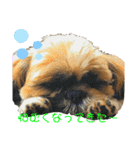 天然シーズー虎徹ちゃんの日常（個別スタンプ：9）
