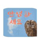 毎日使用 フクロウ写真 日英韓語（個別スタンプ：3）