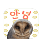 毎日使用 フクロウ写真 日英韓語（個別スタンプ：6）