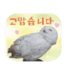 毎日使用 フクロウ写真 日英韓語（個別スタンプ：9）