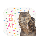 毎日使用 フクロウ写真 日英韓語（個別スタンプ：12）