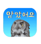毎日使用 フクロウ写真 日英韓語（個別スタンプ：18）
