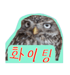 毎日使用 フクロウ写真 日英韓語（個別スタンプ：21）
