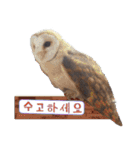 毎日使用 フクロウ写真 日英韓語（個別スタンプ：28）