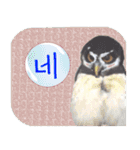 毎日使用 フクロウ写真 日英韓語（個別スタンプ：31）