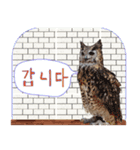 毎日使用 フクロウ写真 日英韓語（個別スタンプ：35）