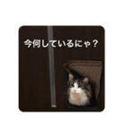 ゴエモンイエモンかまちょスタンプ（個別スタンプ：1）