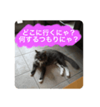 ゴエモンイエモンかまちょスタンプ（個別スタンプ：5）