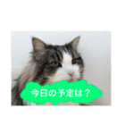 ゴエモンイエモンかまちょスタンプ（個別スタンプ：6）