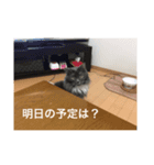 ゴエモンイエモンかまちょスタンプ（個別スタンプ：7）