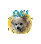 我が家のハーフ犬ポメチ⑧（個別スタンプ：1）