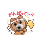 我が家のハーフ犬ポメチ⑧（個別スタンプ：3）
