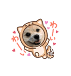 我が家のハーフ犬ポメチ⑧（個別スタンプ：4）