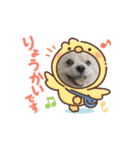 我が家のハーフ犬ポメチ⑧（個別スタンプ：5）