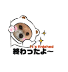 我が家のハーフ犬ポメチ⑧（個別スタンプ：6）