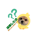 我が家のハーフ犬ポメチ⑧（個別スタンプ：7）