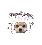 我が家のハーフ犬ポメチ⑧（個別スタンプ：8）