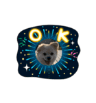 我が家のハーフ犬ポメチ⑧（個別スタンプ：11）