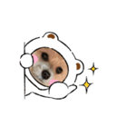我が家のハーフ犬ポメチ⑧（個別スタンプ：13）