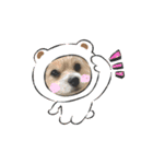 我が家のハーフ犬ポメチ⑧（個別スタンプ：14）