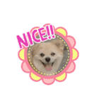 我が家のハーフ犬ポメチ⑧（個別スタンプ：15）
