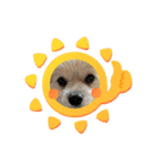 我が家のハーフ犬ポメチ⑧（個別スタンプ：16）