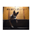 雑種犬カイの日常（個別スタンプ：6）