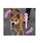 雑種犬カイの日常（個別スタンプ：7）