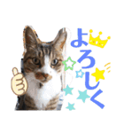 黒猫ルルプラス（個別スタンプ：15）