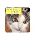 ももの気持ち2（個別スタンプ：4）