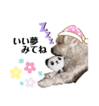 マルチーズのラムネ♂2（個別スタンプ：1）