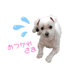 マルチーズのラムネ♂2（個別スタンプ：3）