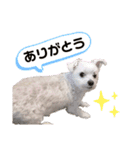 マルチーズのラムネ♂2（個別スタンプ：5）