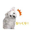 マルチーズのラムネ♂2（個別スタンプ：6）