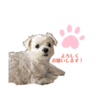 マルチーズのラムネ♂2（個別スタンプ：15）