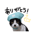 実写版！猫のハナちゃん（個別スタンプ：3）