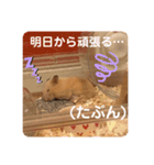 キンクマハムスターのじろうくんの日常（個別スタンプ：14）