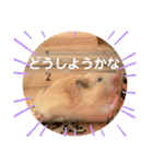 キンクマハムスターのじろうくんの日常（個別スタンプ：24）