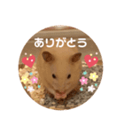 キンクマハムスターのじろうくんの日常（個別スタンプ：40）