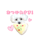 しろマルプーくん（個別スタンプ：3）