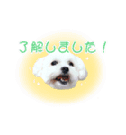 しろマルプーくん（個別スタンプ：12）
