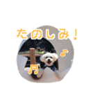 しろマルプーくん（個別スタンプ：19）
