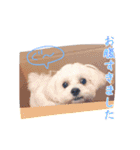 しろマルプーくん（個別スタンプ：21）