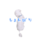 しろマルプーくん（個別スタンプ：23）