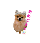 夢さんの色々①（個別スタンプ：1）