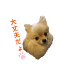 夢さんの色々①（個別スタンプ：19）