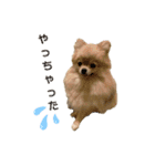 夢さんの色々①（個別スタンプ：21）