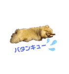 夢さんの色々①（個別スタンプ：33）