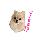 夢さんの色々①（個別スタンプ：38）