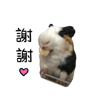 モルモットのドドちゃんとレレちゃん（個別スタンプ：1）